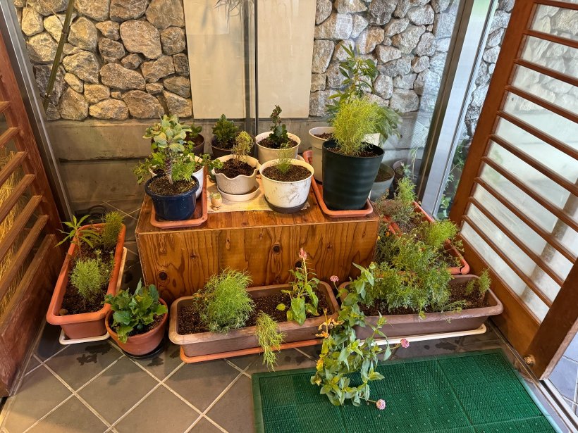 玄関内に置いているプランター